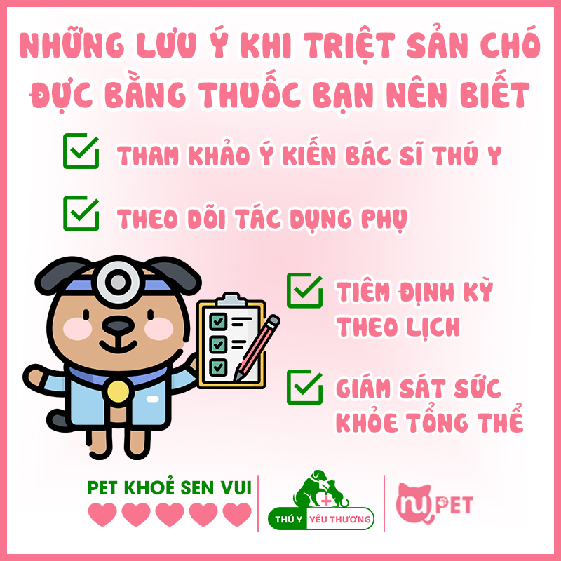 Những lưu ý khi tiêm thuốc triệt sản chó chó đực