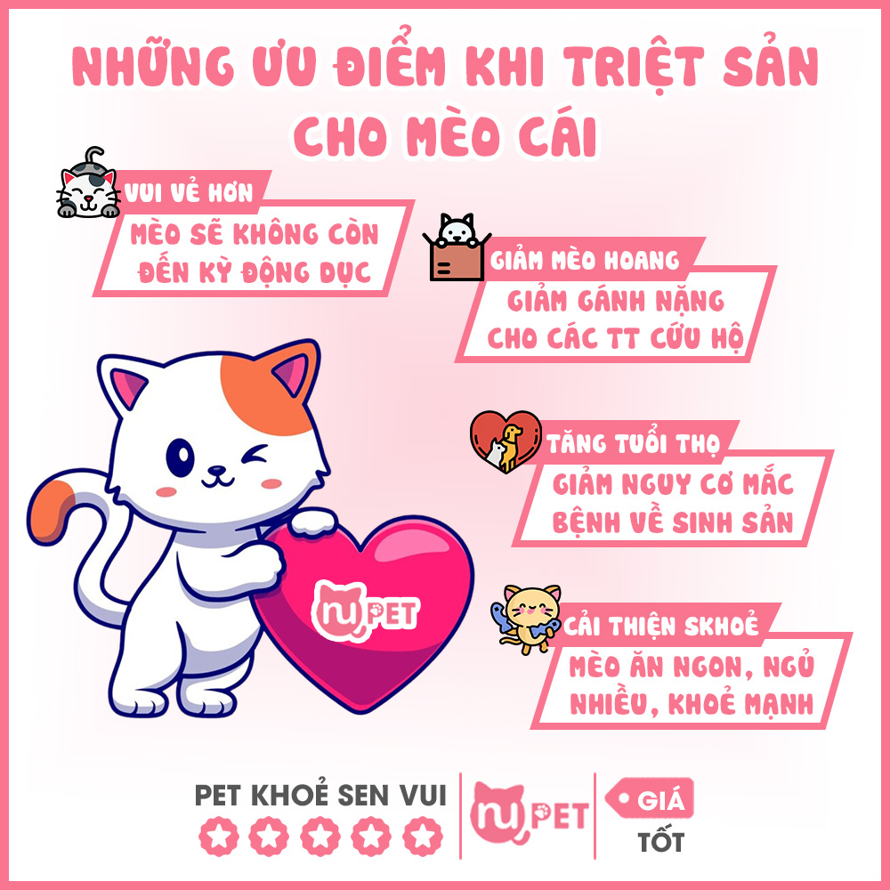 Những ưu điểm khi triệt sản cho mèo cái 