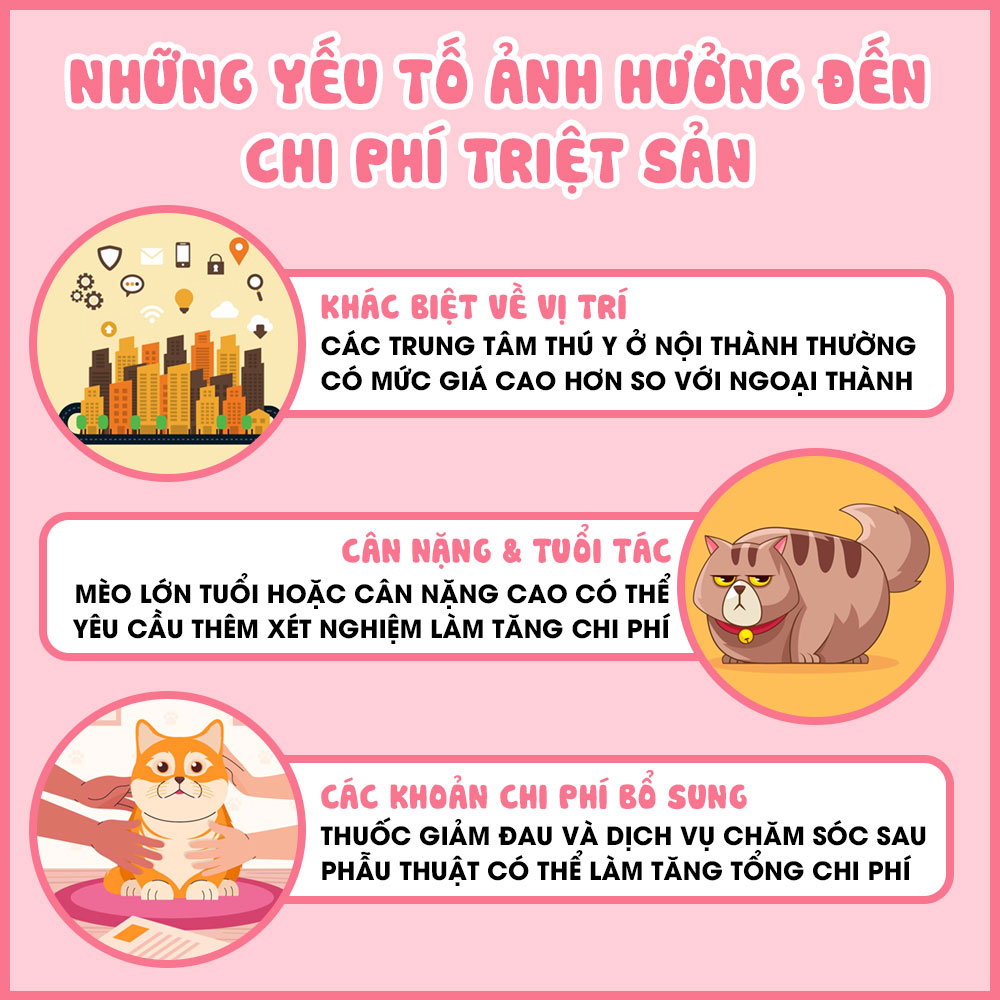 Những yếu tố ảnh hưởng đến chi phí triệt sản cho mèo cái