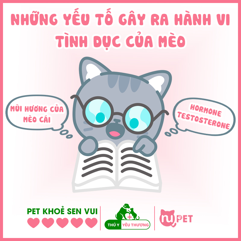 Những yếu tố gây ra hành vi tình dục của mèo