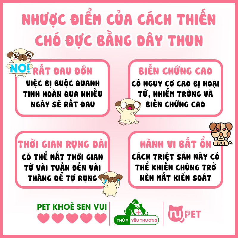 Nhược điểm của cách thiến chó đực bằng dây thun