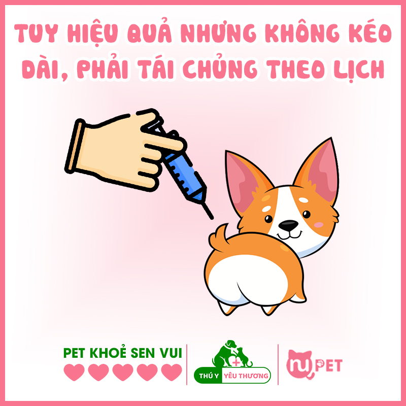 Nhược điểm lớn của tiêm thuốc triệt sản cho chó đực