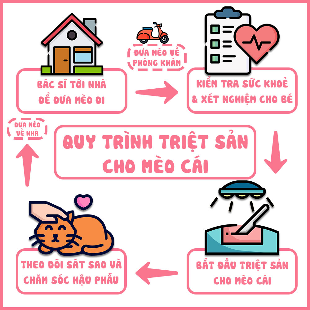 Quy trình triệt sản cho mèo cái