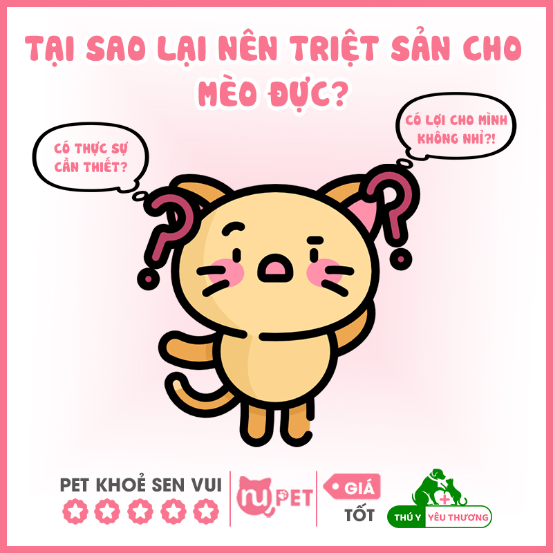 Tại sao lại nên triệt sản cho mèo đực