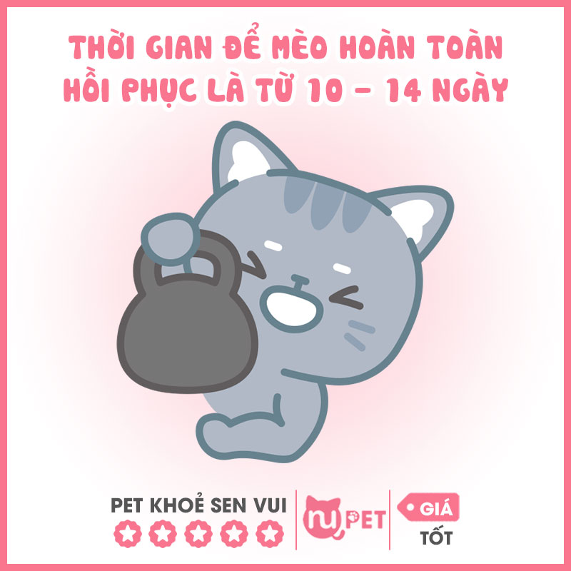 Thời gian để mèo hoàn toàn hồi phục là từ 10 -14 ngày