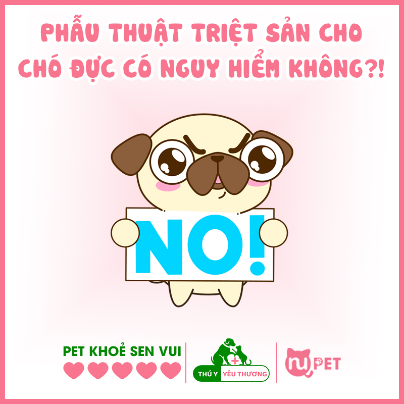 Triệt sản cho chó đực có nguy hiểm không?