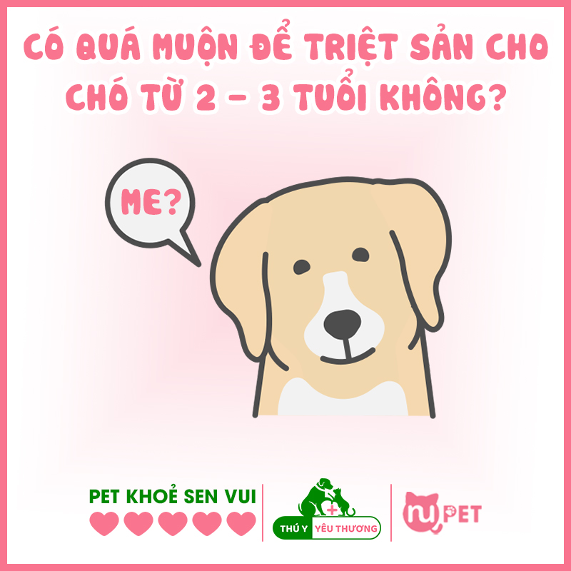 Triệt sản cho chó già