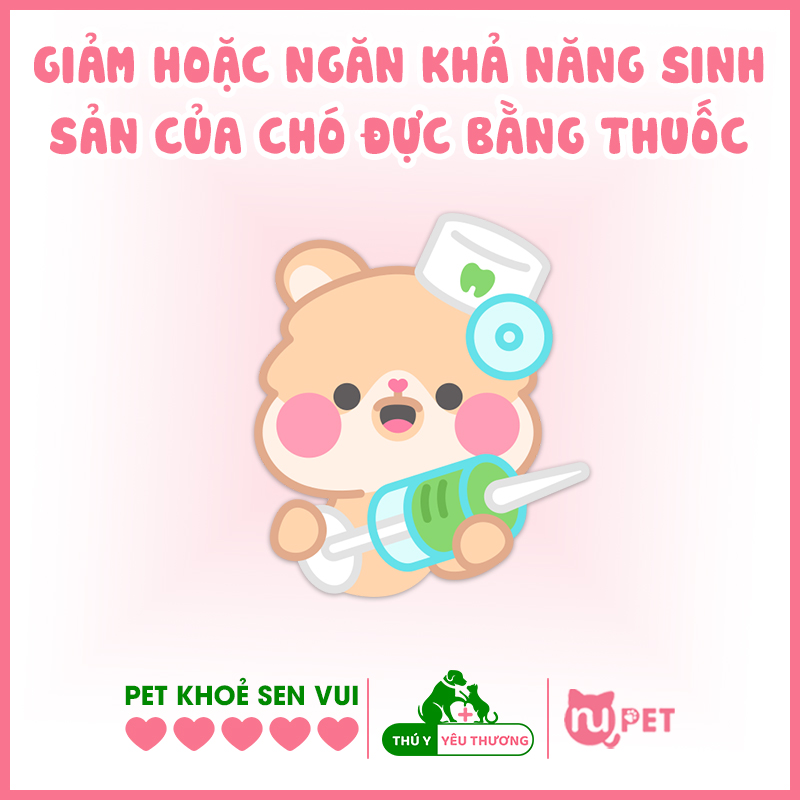 Triệt sản chó đực bằng thuốc là gì?