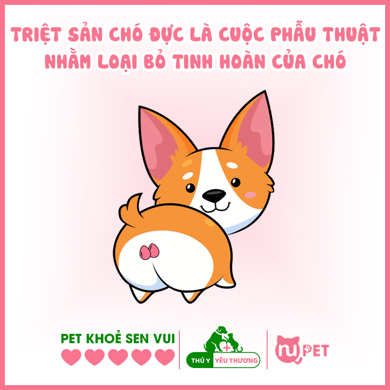 Triệt sản chó đực là gì