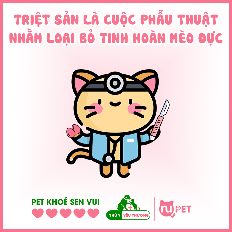 Triệt sản cho mèo đực là gì?