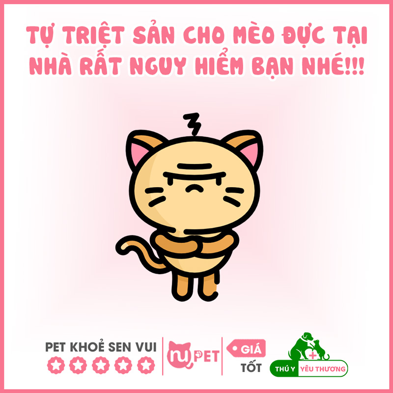 Tự triệt sản cho mèo đực tại nhà rất nguy hiểm