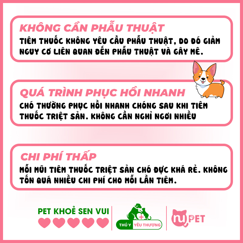 Ưu điểm của phương pháp tiêm thuốc triệt sản cho chó đực