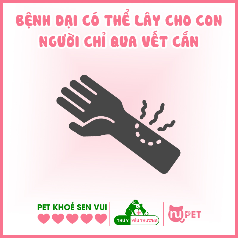 Bệnh dại có thể lây qua một vết cắn