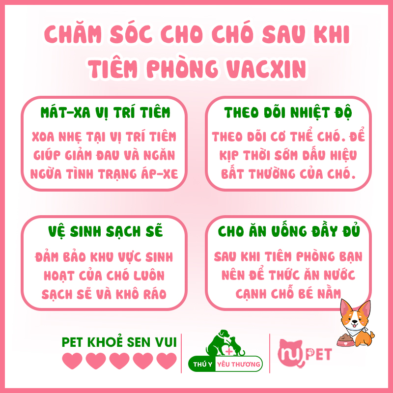 chăm sóc cho chó sau khi tiêm phòng vacxin