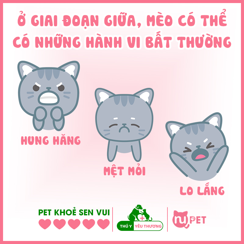 Giai đoạn giữa các triệu chứng khi bị mèo dại cắn