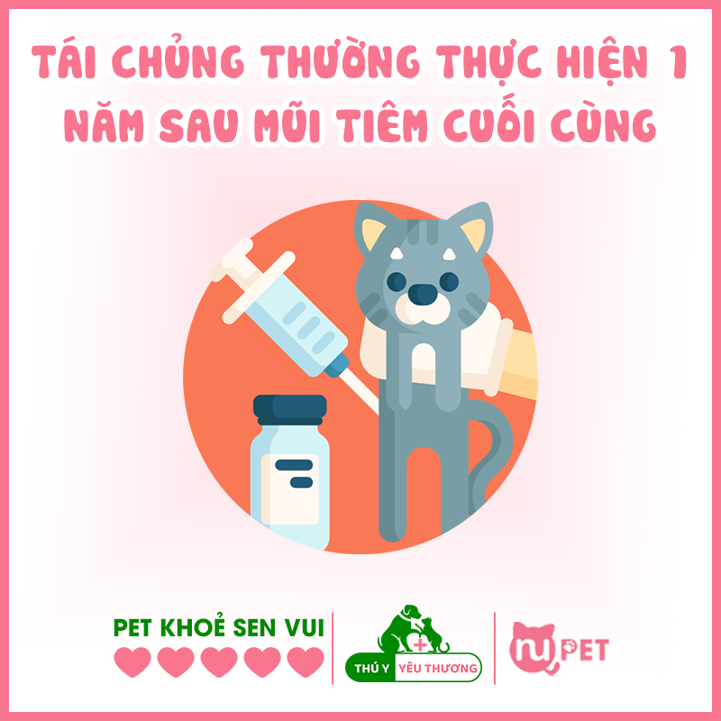 Lịch tiêm phòng mũi nhắc lại thường được tiêm sau 1 năm