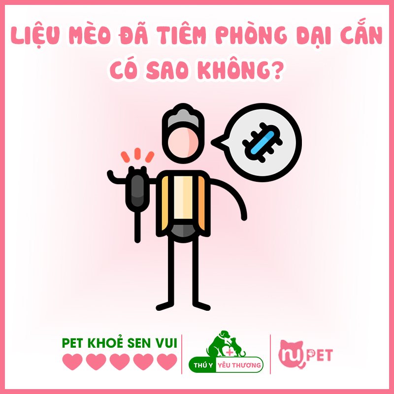 Liệu mèo đã tiêm phòng dại cắn có sao không