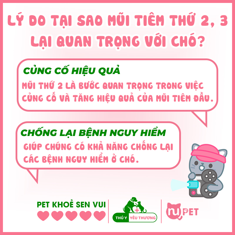 Lý do tại sao mũi tiêm 2 và 3 lại quan trọng với cơ thể chó