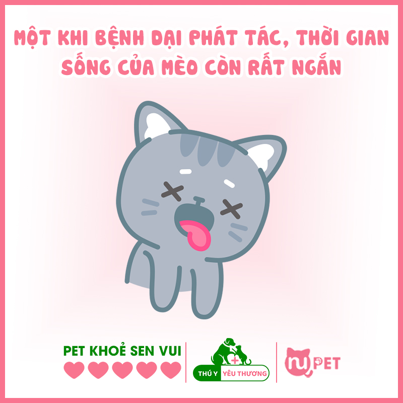 Mèo bị dại bao lâu thì chết?