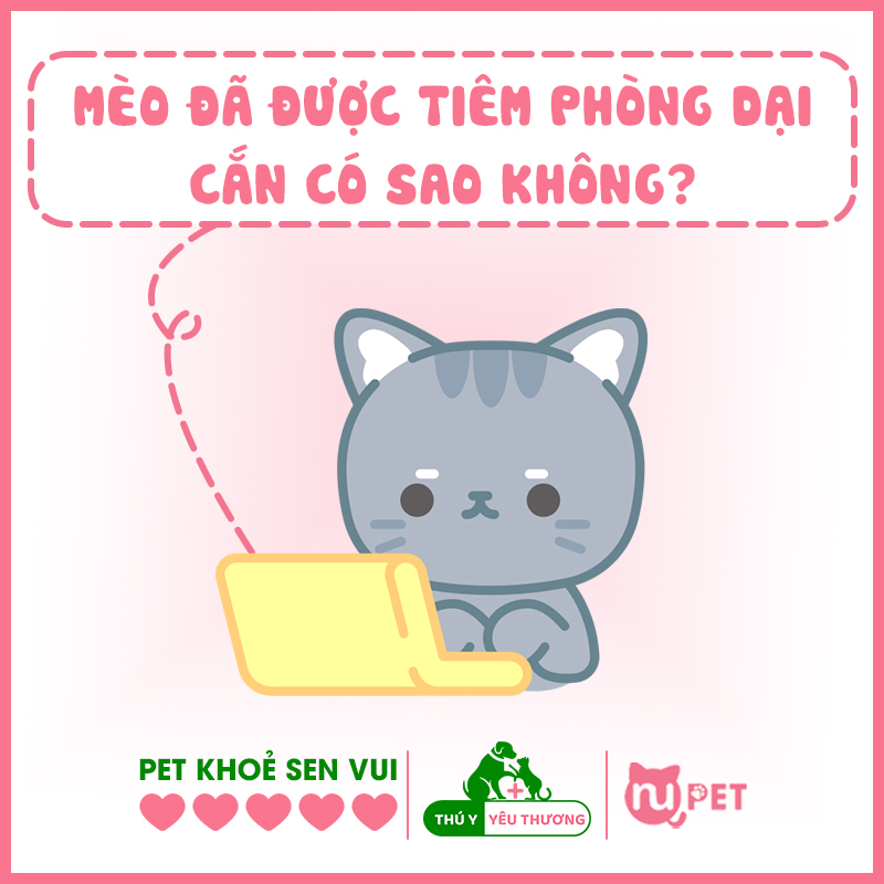 Mèo đã được tiêm phòng dại có sao không?