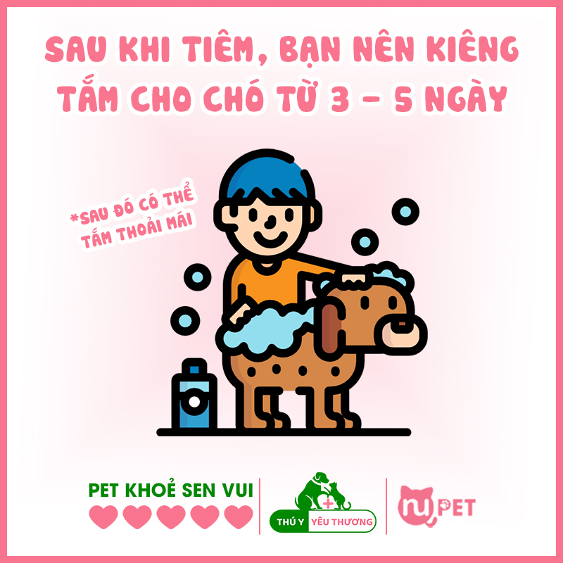 Nên kiêng tắm cho chó từ 3-5 ngày