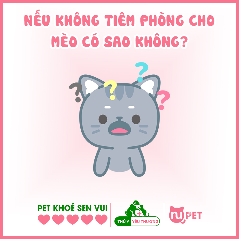 Nếu không tiêm phòng cho mèo có sao không?