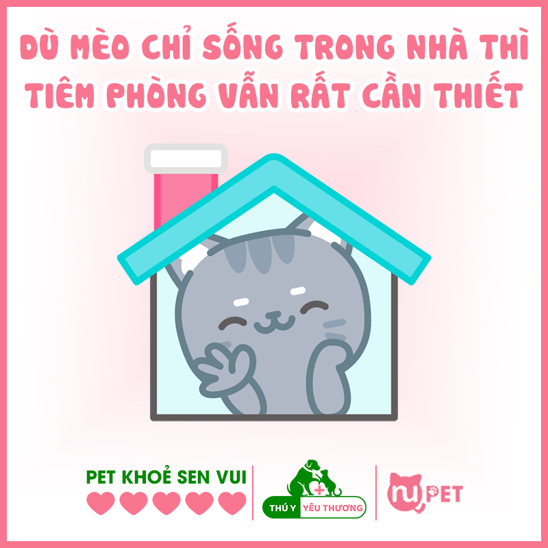 Nếu mèo chỉ sống trong nhà có cần tiêm phòng không?