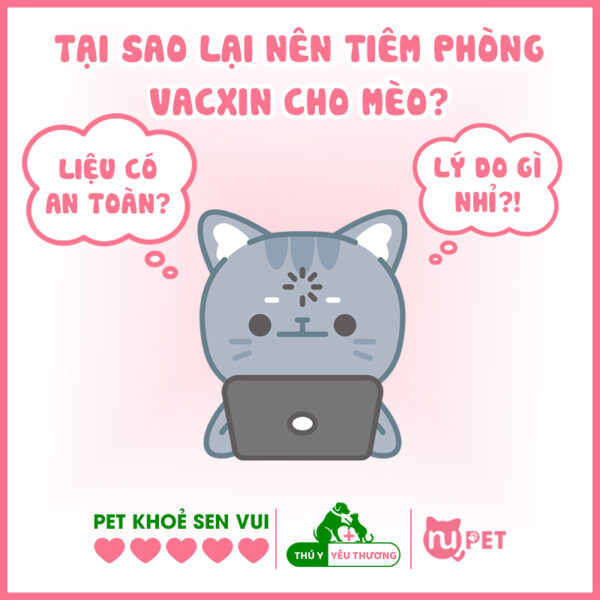 Tại sao nên tiêm phòng vacxin cho mèo?