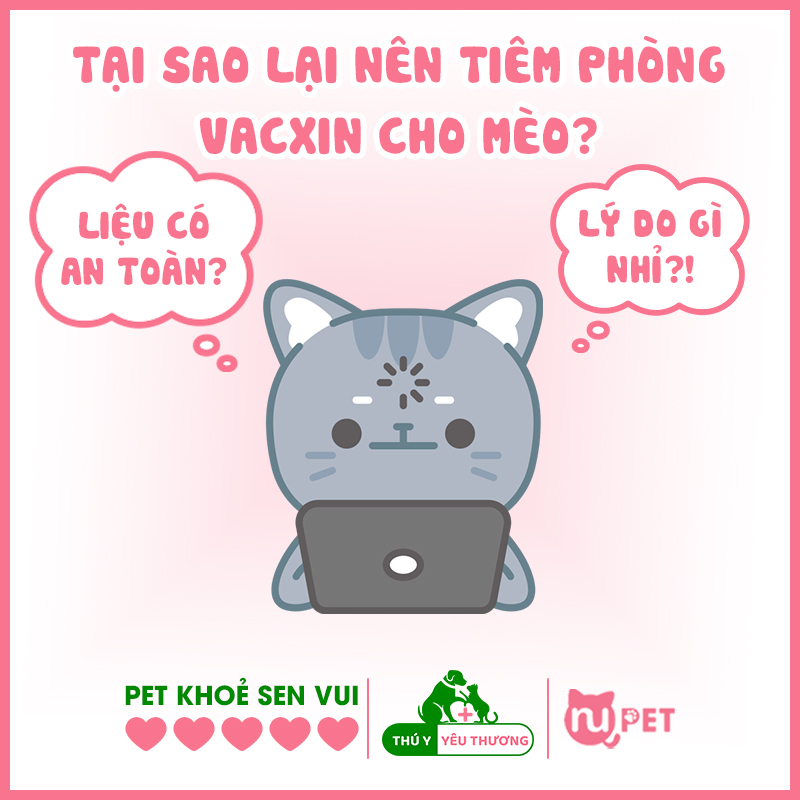 Tại sao nên tiêm phòng vacxin cho mèo?