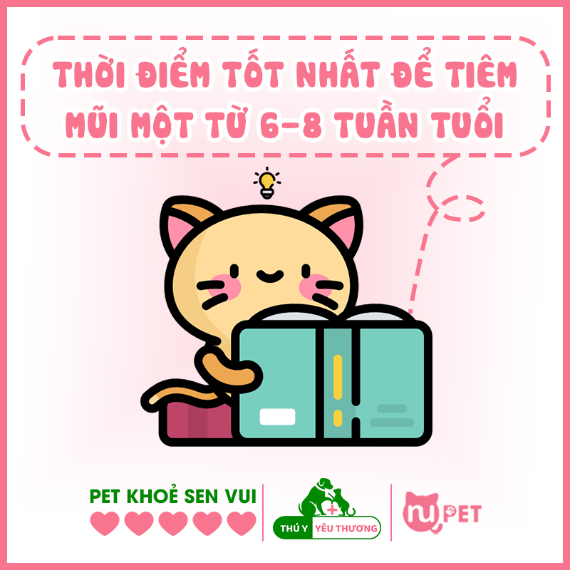 Thời điểm tốt nhất để tiêm mũi một là từ 6 - 8 tuần tuổi