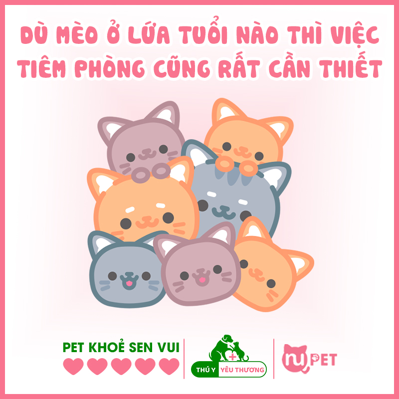 Tiêm phòng vacxin cho mèo có thực sự cần thiết?