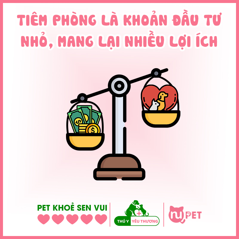 Tiêm phòng vacxin cho mèo mang lại nhiều lợi ích