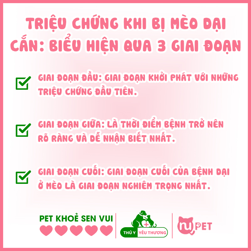 Triệu chứng khi bị mèo cắn ra sao?