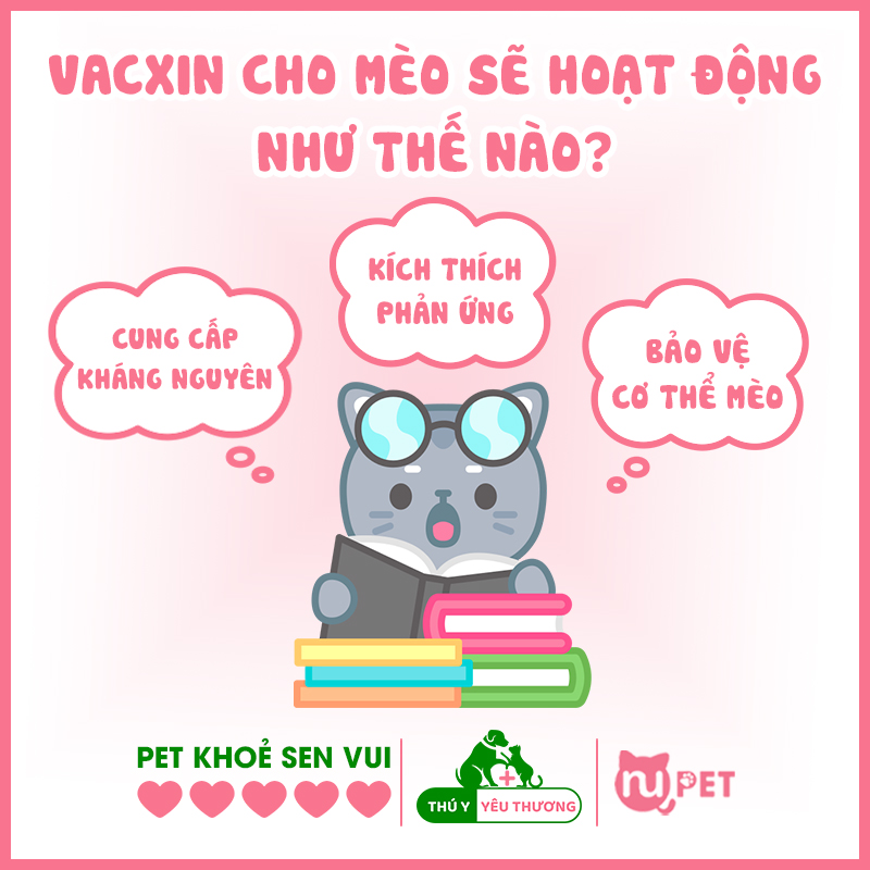 Vacxin cho mèo hoạt động như thế nào?