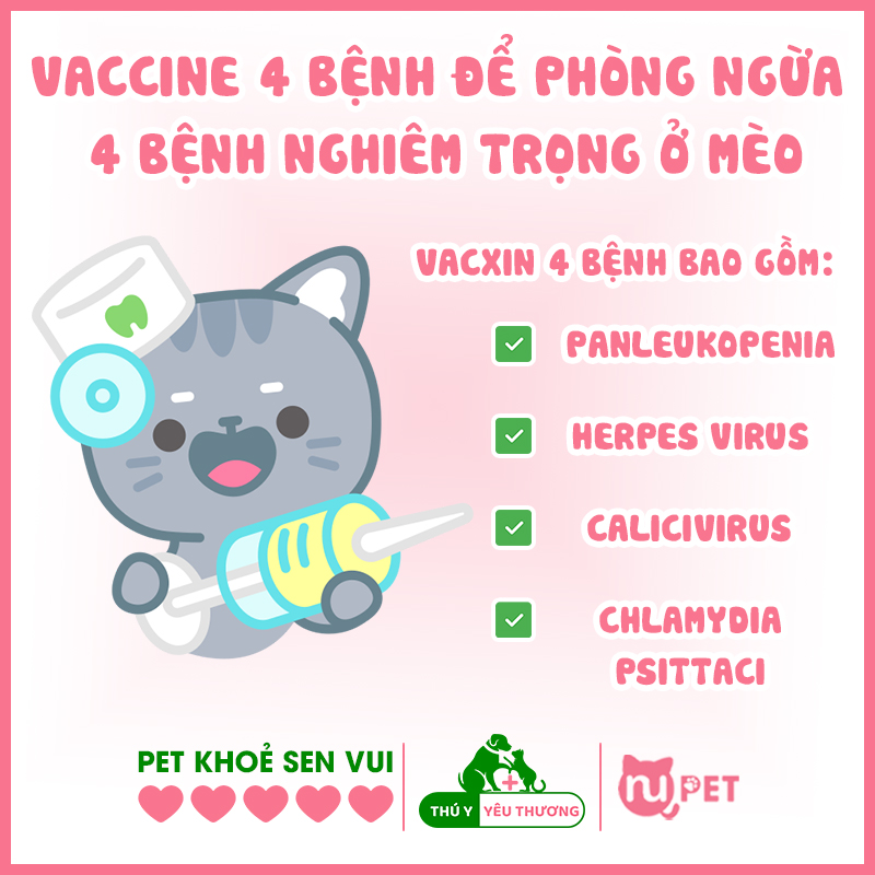 Vaccine 4 bệnh giúp phòng ngừa 4 loại bệnh nghiêm trọng ở mèo