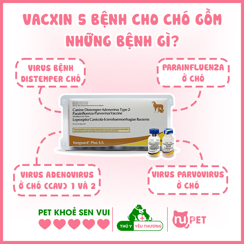 vaccine 5 bệnh chó gồm những bệnh gì