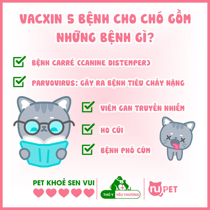 Vacxin 5 bệnh cho chó gồm những bệnh gì