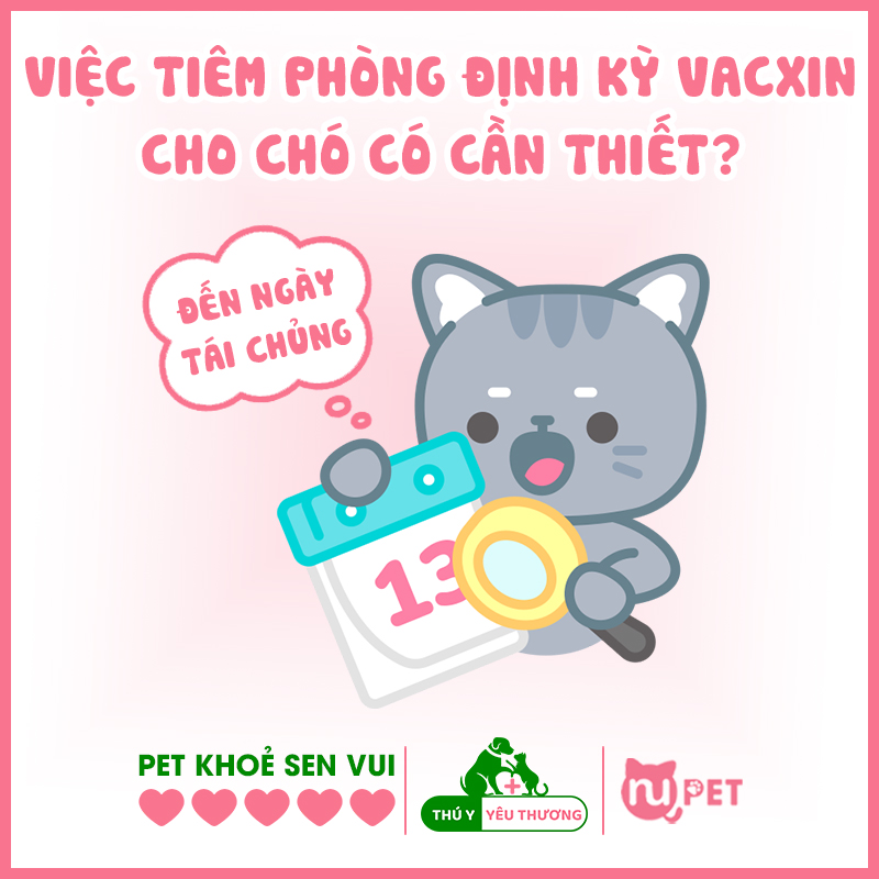 Việc tiêm phòng định kỳ vacxin 5 bệnh cho chó có cần thiết?