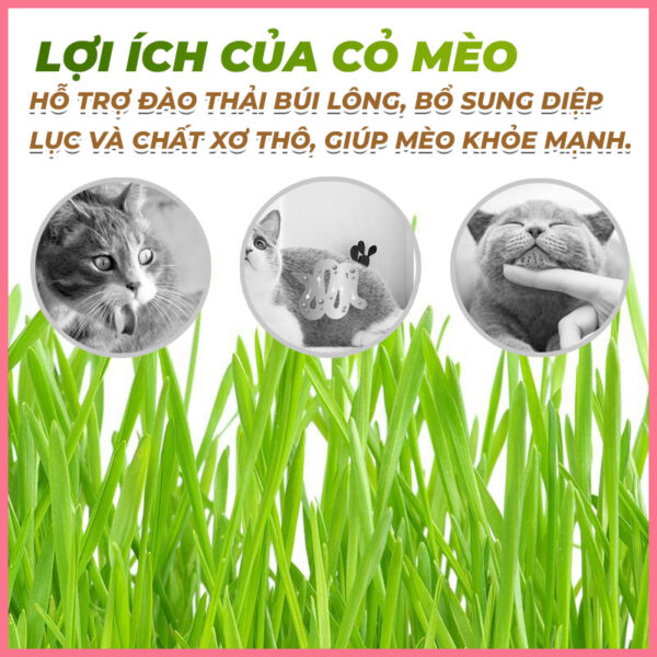 Túi giấy trồng cỏ mèo 3