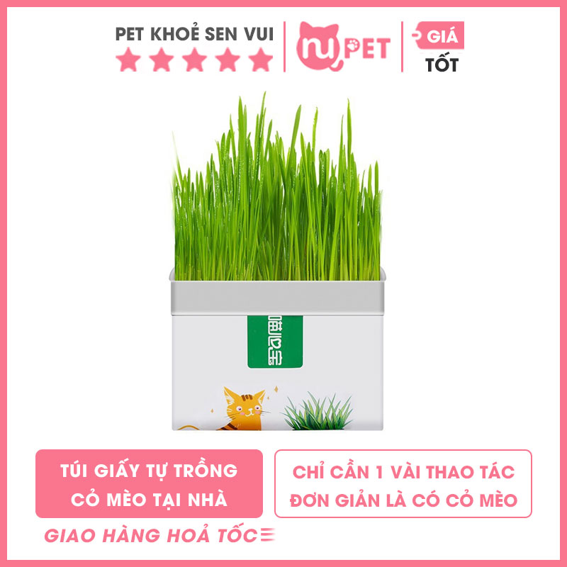 Túi giấy trồng cỏ mèo 6