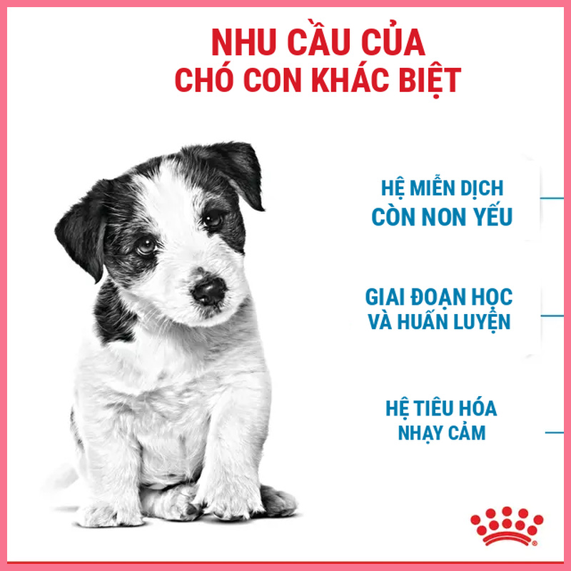 Hạt chó Royal Canin Mini Puppy Nupet 4
